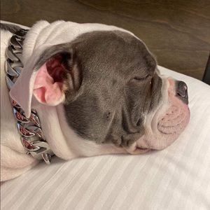 Cuban chain dog collars